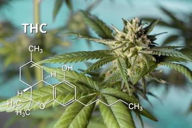 The Effects of Cannabinoids?